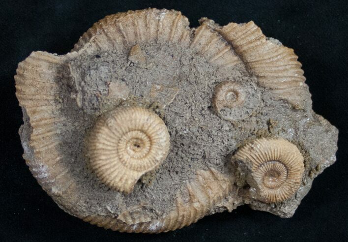 Dactylioceras Ammonite Cluster - Germany #11058